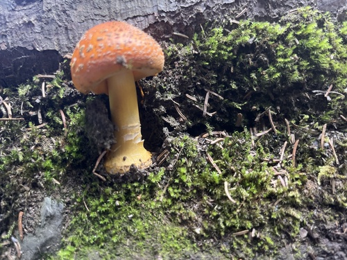 amanita mushrooms