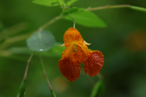 common jewelweed