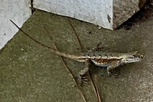 Prairie Lizard