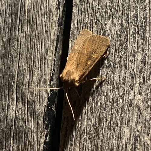 Square-spot Rustic