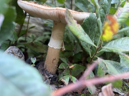 amanita mushrooms