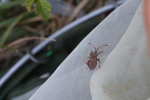 Dock Bug