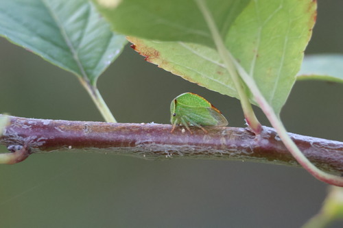 Buffalo Treehopper