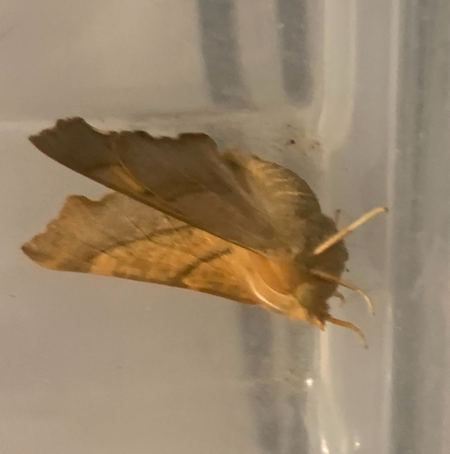 Dusky Thorn