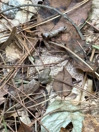 Spring Peeper