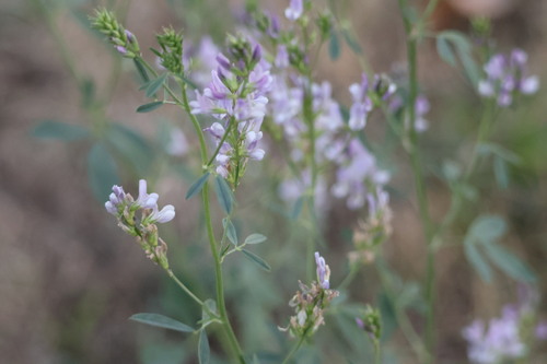 Alfalfa