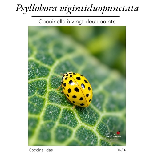 22-spot Ladybird