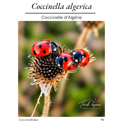 Algerian Seven-spotted Lady Beetle