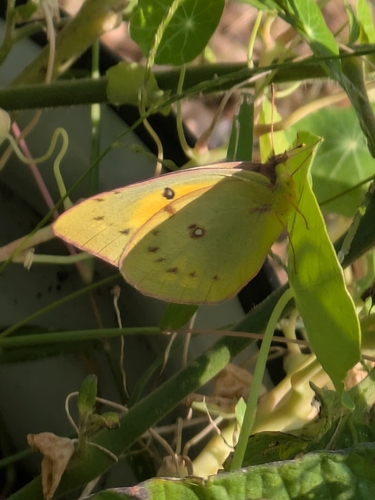 Orange Sulphur