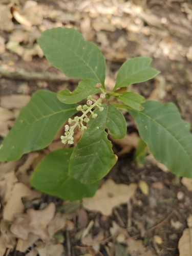 American pokeweed