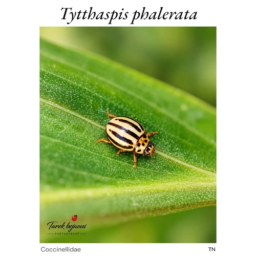 Tytthaspis phalerata