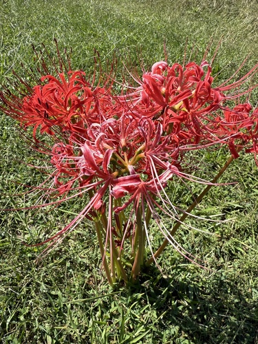 red spider lily