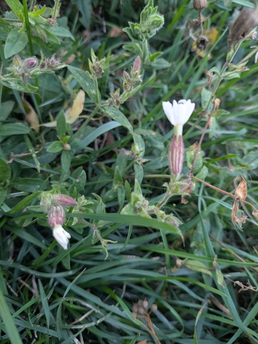 white campion