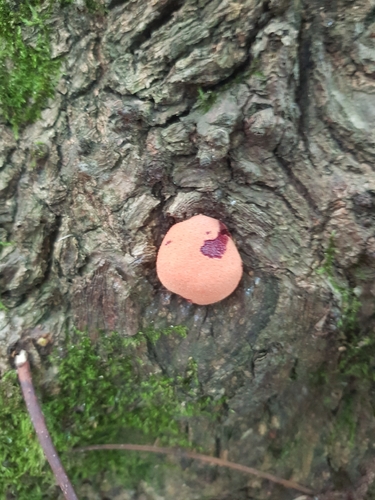Beefsteak Polypore