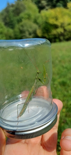 European Mantis