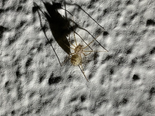 Common Spitting Spider