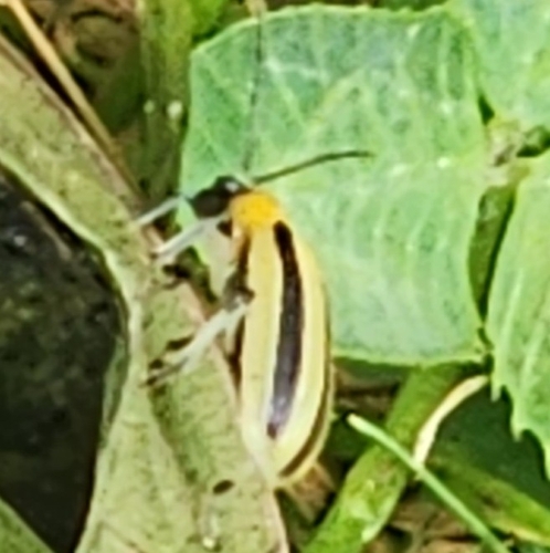 Striped Cucumber Beetle