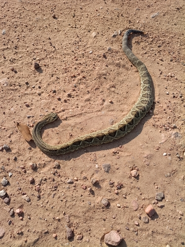 Neotropical Rattlesnake