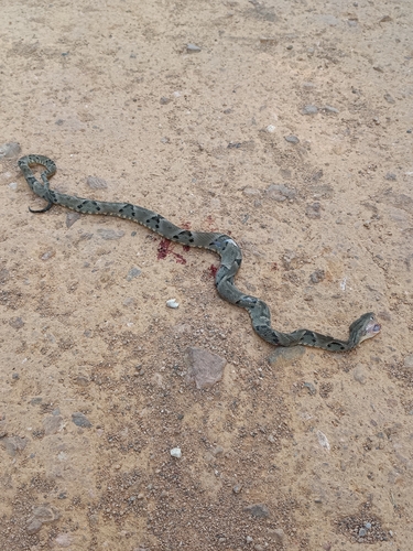 Brazilian Lancehead