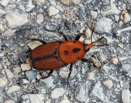 Red Palm Weevil