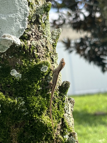 Brown Anole