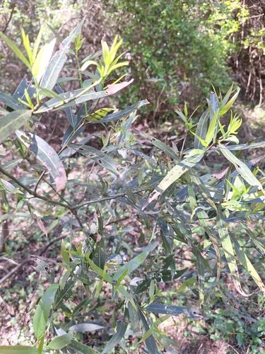 Nectandra angustifolia