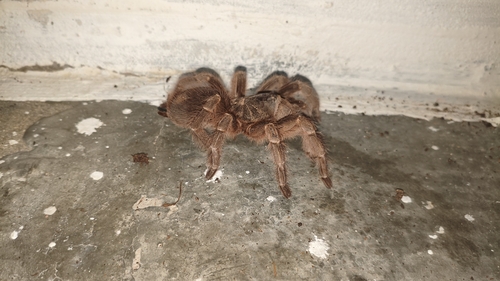 Natal Brown Birdeater