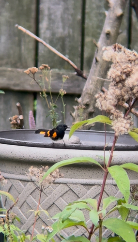 American Redstart
