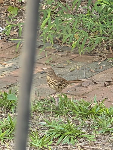 Brown Thrasher