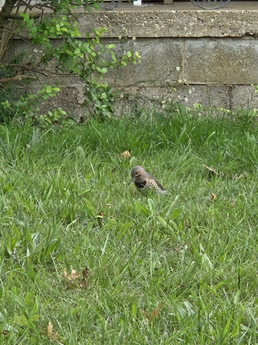 Northern Flicker
