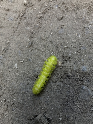 Io Moth