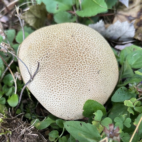 common earthball