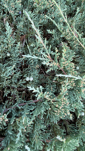 creeping juniper