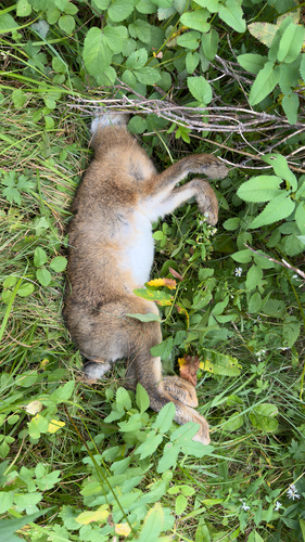 Snowshoe Hare