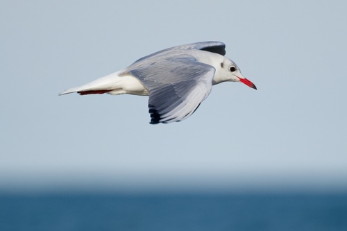 Black-headed Gull