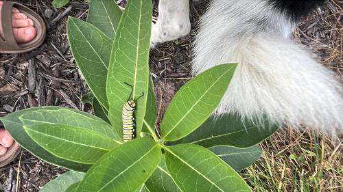 Monarch
