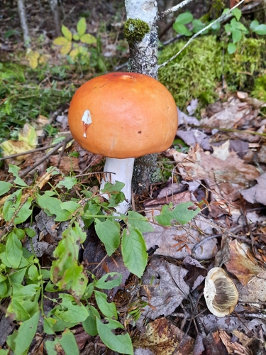 Fungi Including Lichens