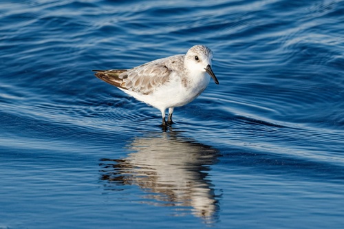 Sanderling