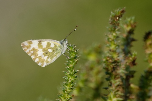 Eastern Bath White