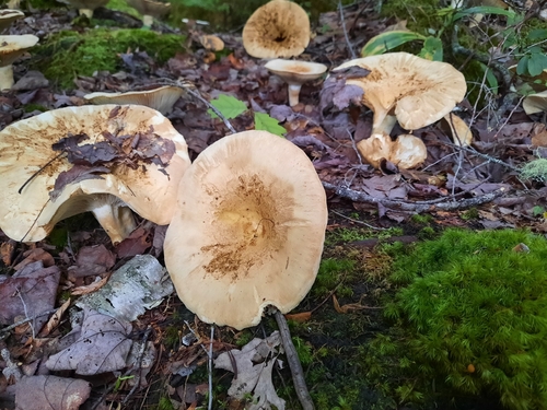Eastern American Platterful Mushroom