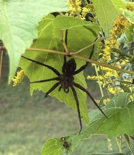 Banded Fishing Spider