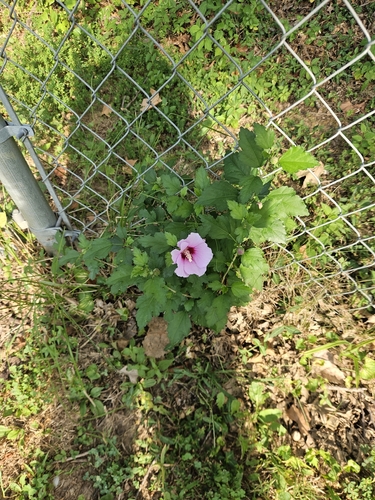 common hibiscus