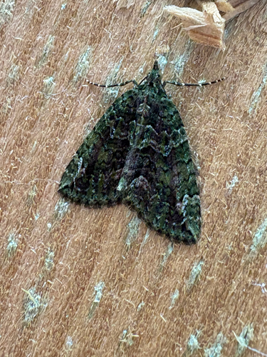 Red-green Carpet