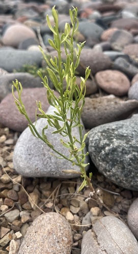 Desert Broom