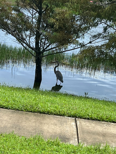 Great Blue Heron