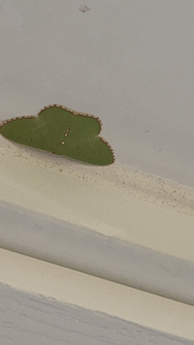 Red-bordered Emerald