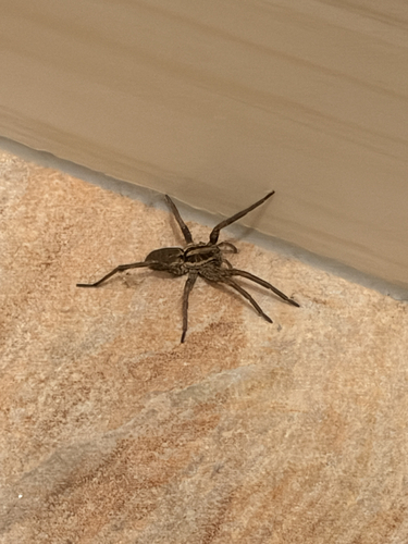 Radiated Wolf Spider