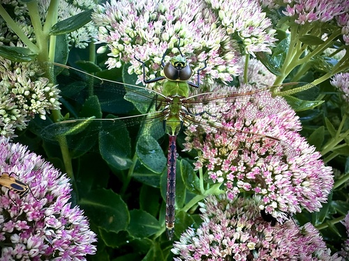 Common Green Darner