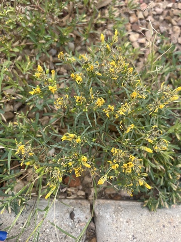 Chinchweed