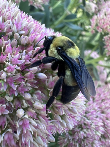 Southern Plains Bumble Bee